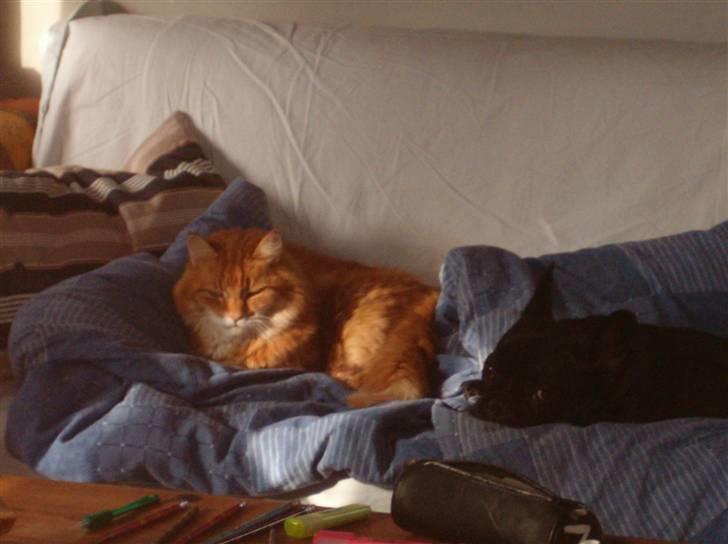 Norsk Skovkat Garfield billede 1