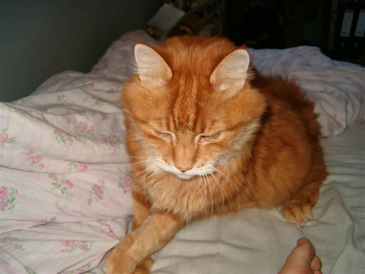 Norsk Skovkat Garfield billede 2