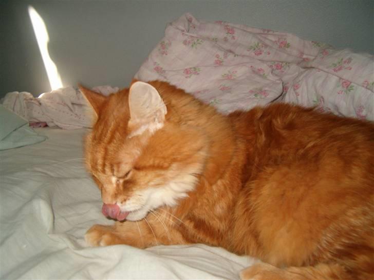 Norsk Skovkat Garfield billede 3