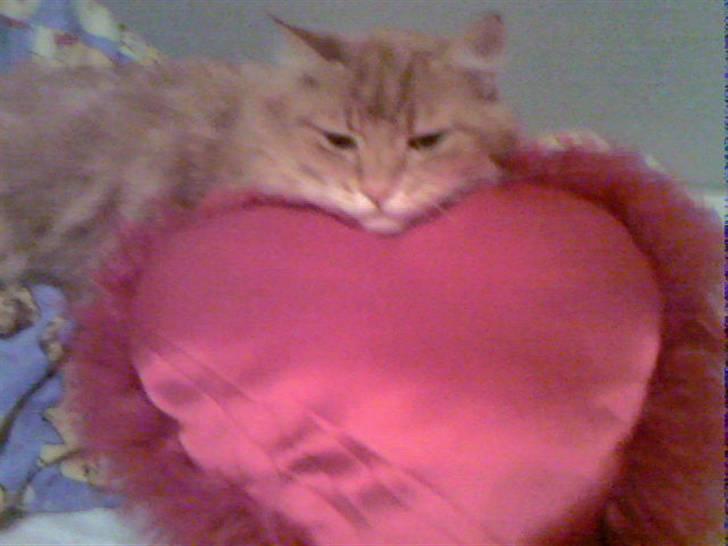 Norsk Skovkat Garfield billede 4