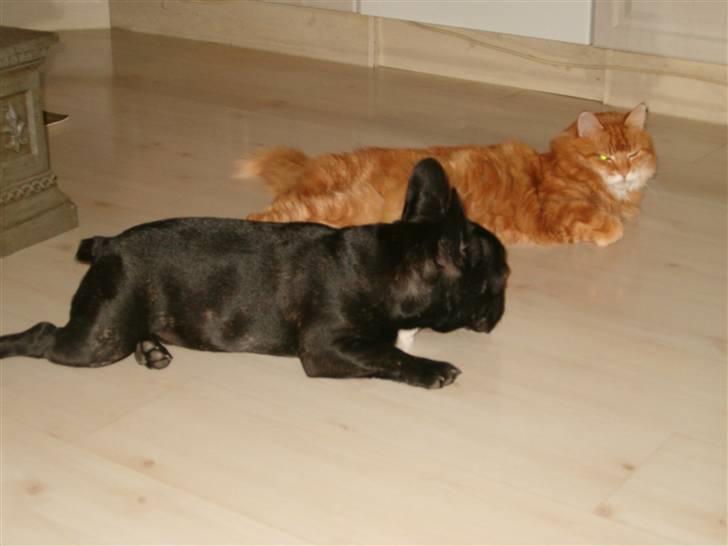 Norsk Skovkat Garfield billede 5