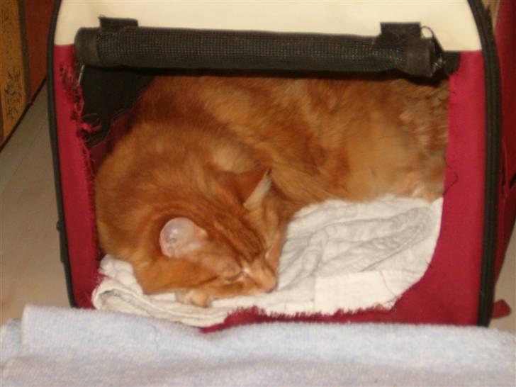 Norsk Skovkat Garfield billede 6