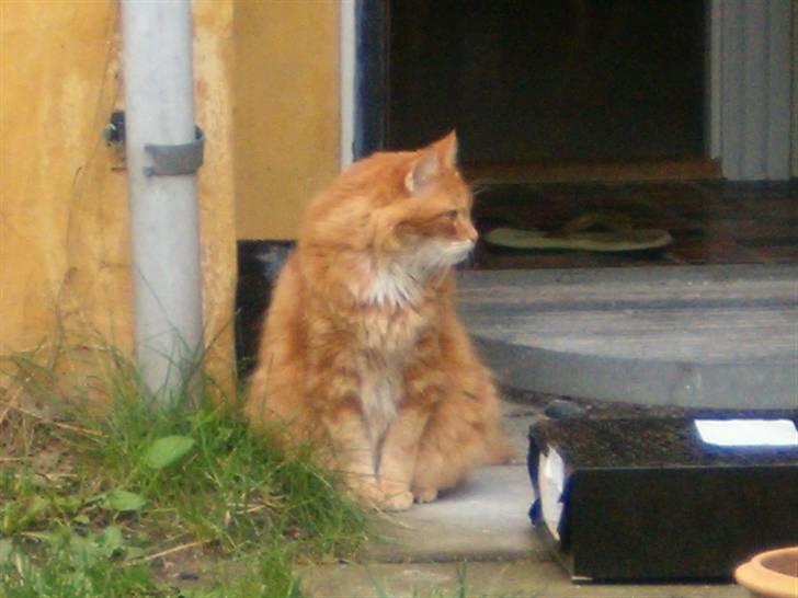 Norsk Skovkat Garfield billede 7