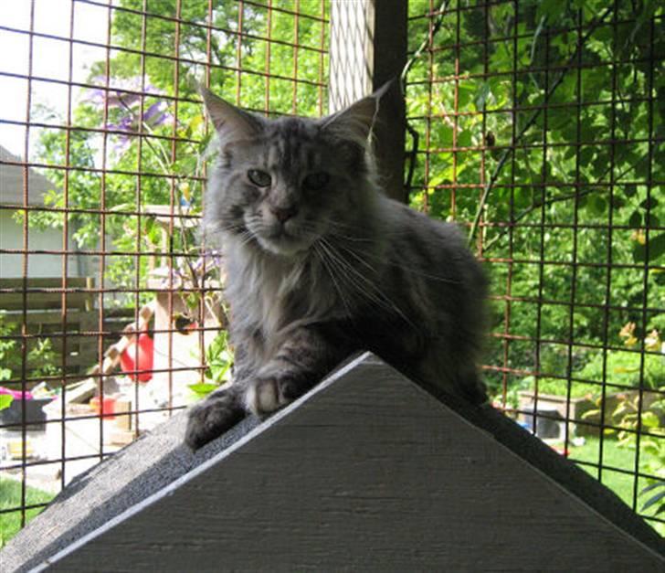Maine Coon Cherrie billede 6