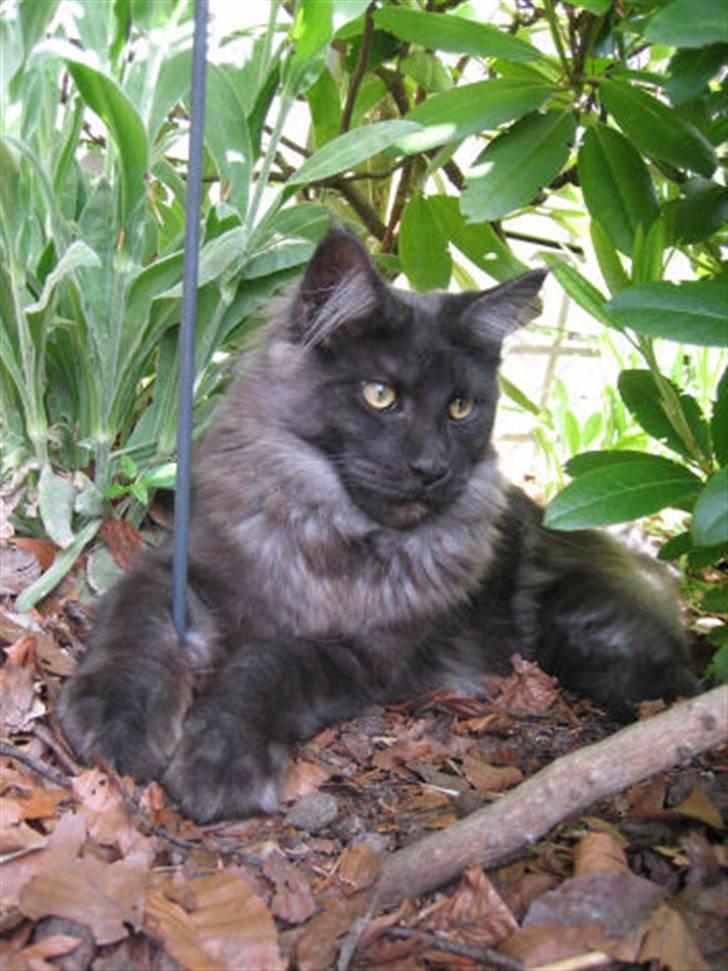 Maine Coon Holy Smoke billede 16