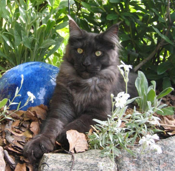 Maine Coon Holy Smoke billede 17
