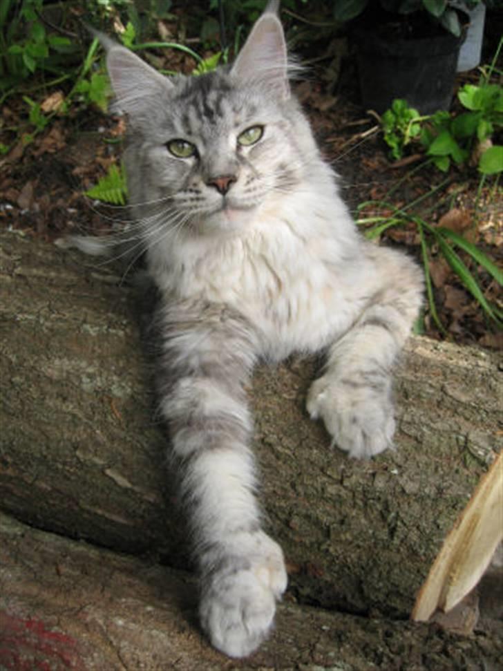 Maine Coon Aquileia P - maj 2008 - venter killinger billede 15