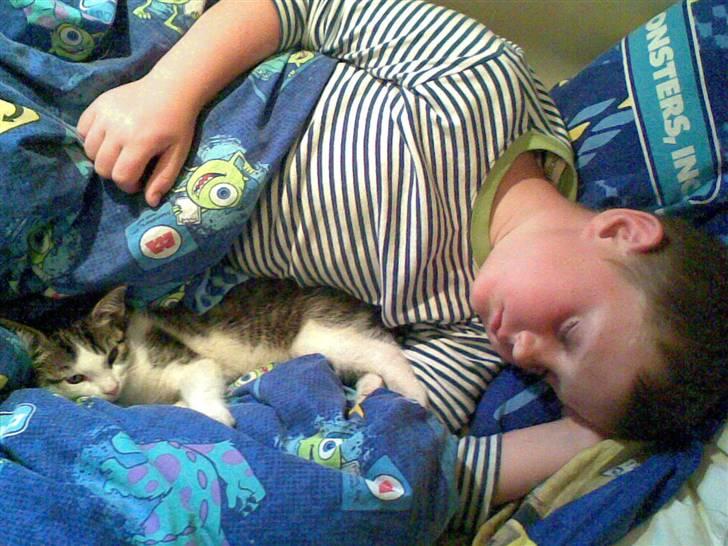 Blanding af racer Sascha - Prinsen - En killing vi beholdte fra hendes andet kuld i 2008 billede 11