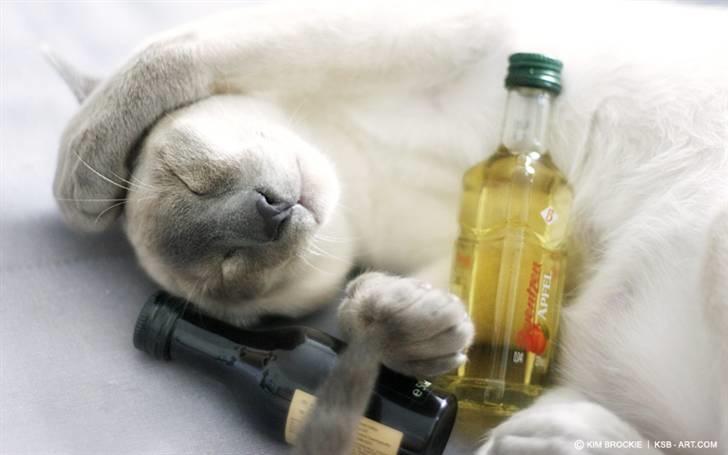 Siameser Vívil - åh for en aften, lad mig nu sove  billede 8