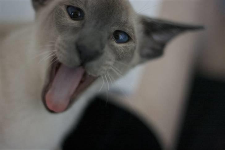 Siameser Vívil - Er der mad nu? billede 9