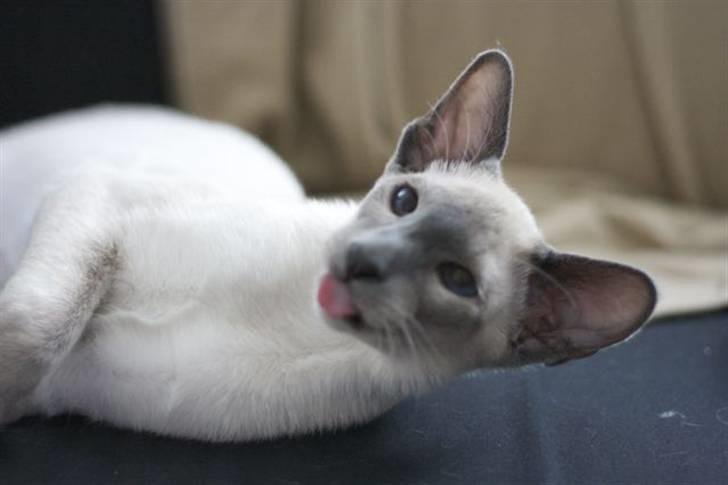 Siameser Vívil - Er jeg ikke sød? billede 10