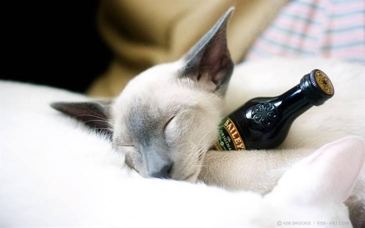 Siameser Vívil - mmmm....min flaske! billede 11