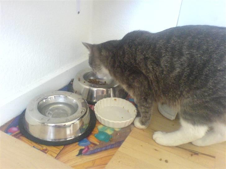Huskat Marie - her har Marie fundet noget mad BAG madskålen billede 12