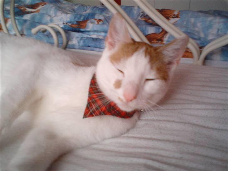 Huskat Mikkel - hej  billede 9