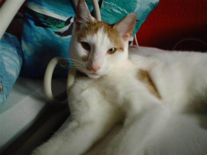 Huskat Mikkel - HVAD!!! billede 10