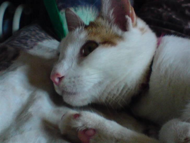 Huskat Mikkel - se der billede 11