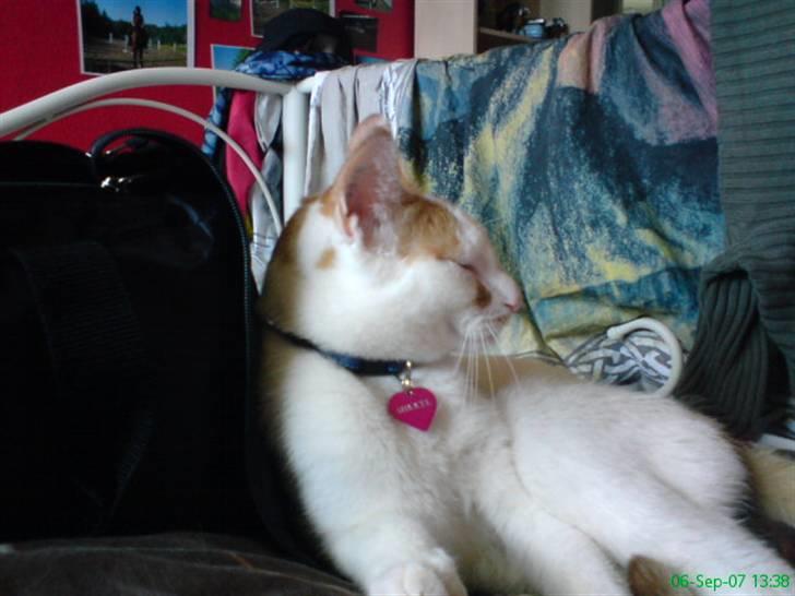 Huskat Mikkel - håndbold er godt  billede 12