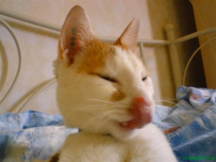 Huskat Mikkel - der sidder noget ligen der  billede 13