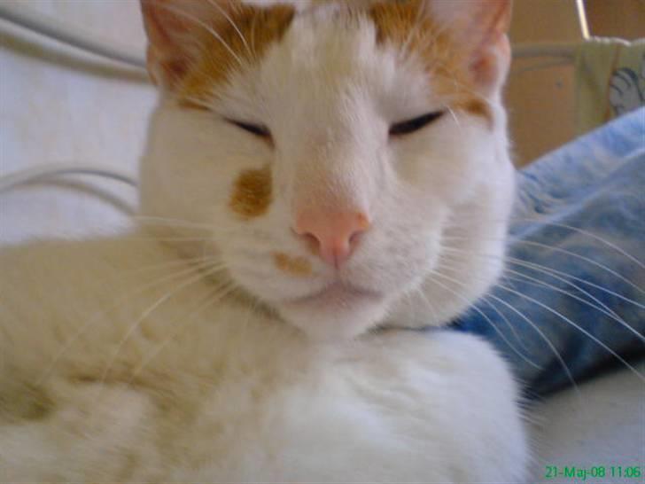 Huskat Mikkel - hej baby billede 14