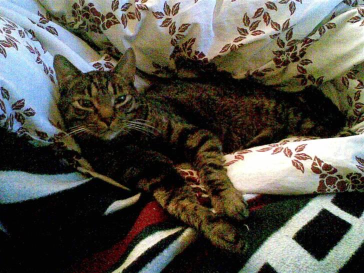 Blanding af racer Balder - Se en dejlig hule jeg har lavet.  billede 11