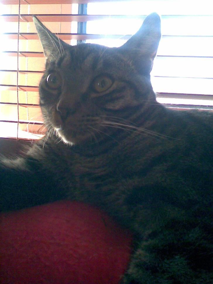 Blanding af racer Balder - Her kan man godt se jeg er halv siameser. billede 12