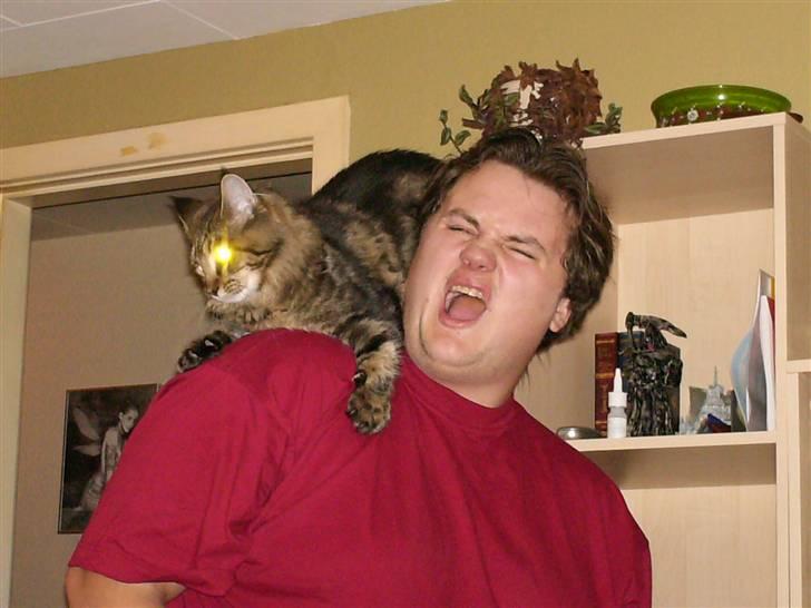 Maine Coon Amadeus 16 jan.2007 - 18 dec. 2012 - Åh nej, jeg falder ned. Jeg må hellere holde fast! billede 15