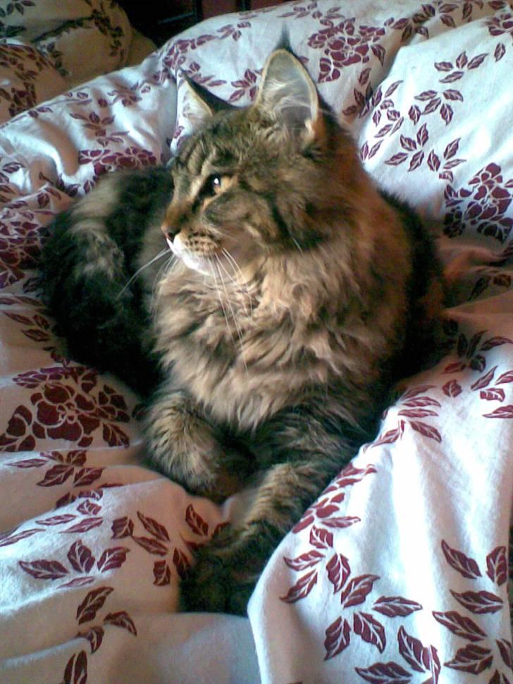Maine Coon Amadeus 16 jan.2007 - 18 dec. 2012 billede 18