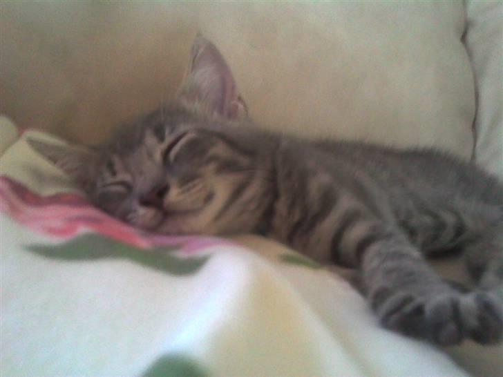 Blanding af racer Sigurd  billede 1