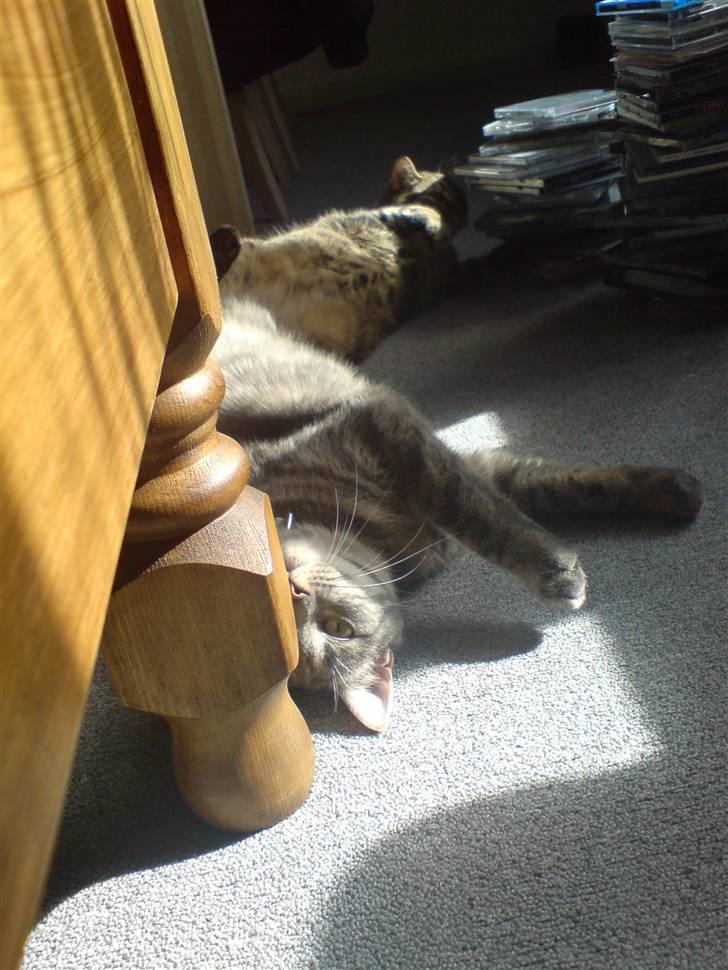 Blanding af racer Sigurd  billede 2