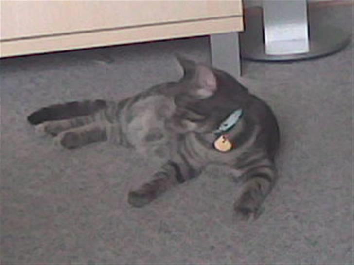 Blanding af racer Sigurd  billede 3