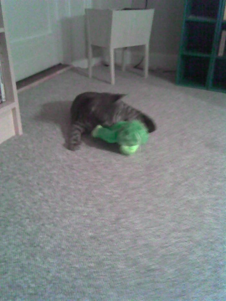 Blanding af racer Sigurd  billede 4