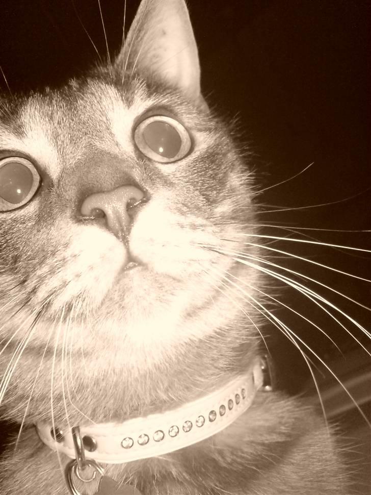 Blanding af racer Sigurd  billede 5