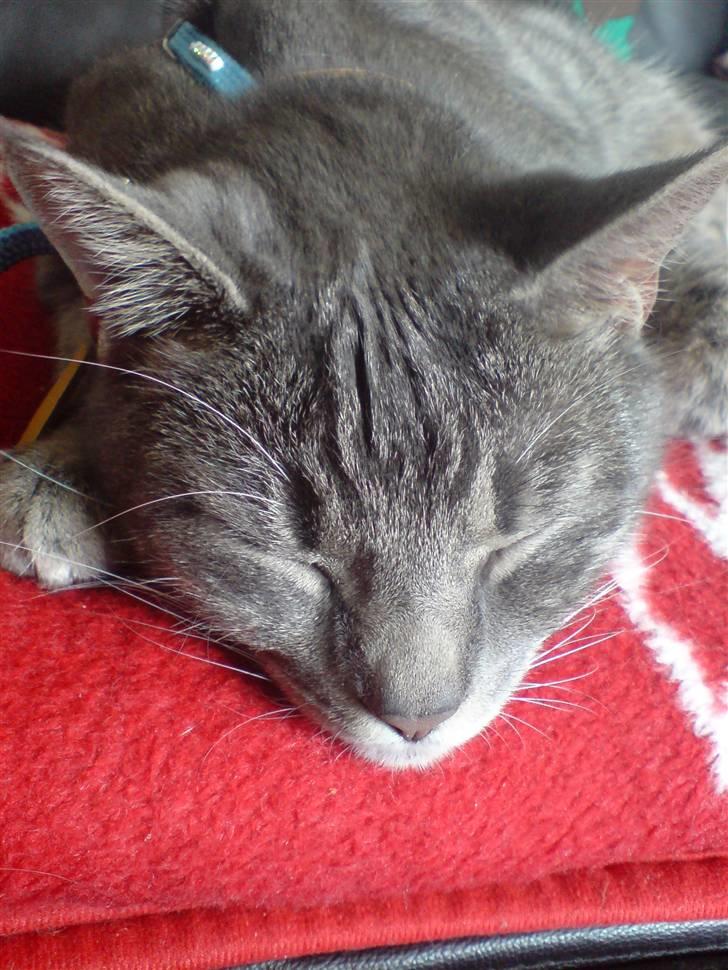 Blanding af racer Sigurd  billede 6