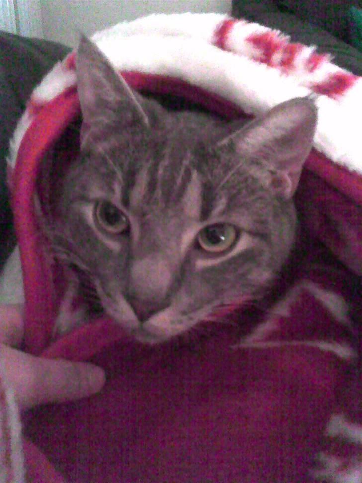 Blanding af racer Sigurd  billede 7