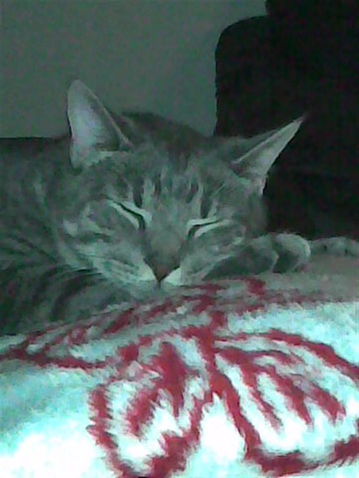 Blanding af racer Sigurd  billede 8