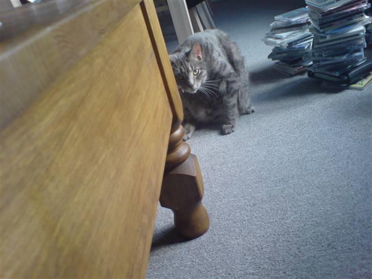 Blanding af racer Sigurd  billede 9