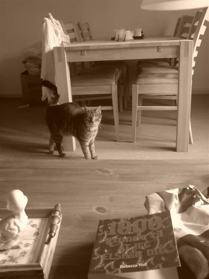 Blanding af racer Sigurd  billede 10