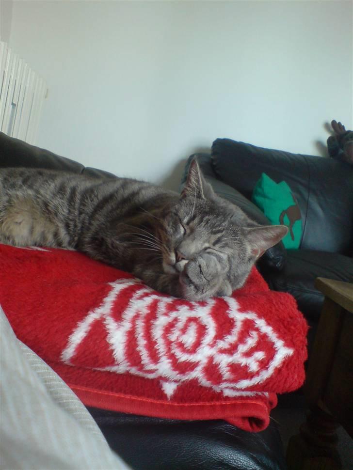 Blanding af racer Sigurd  billede 11