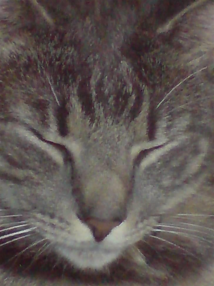 Blanding af racer Sigurd  billede 12