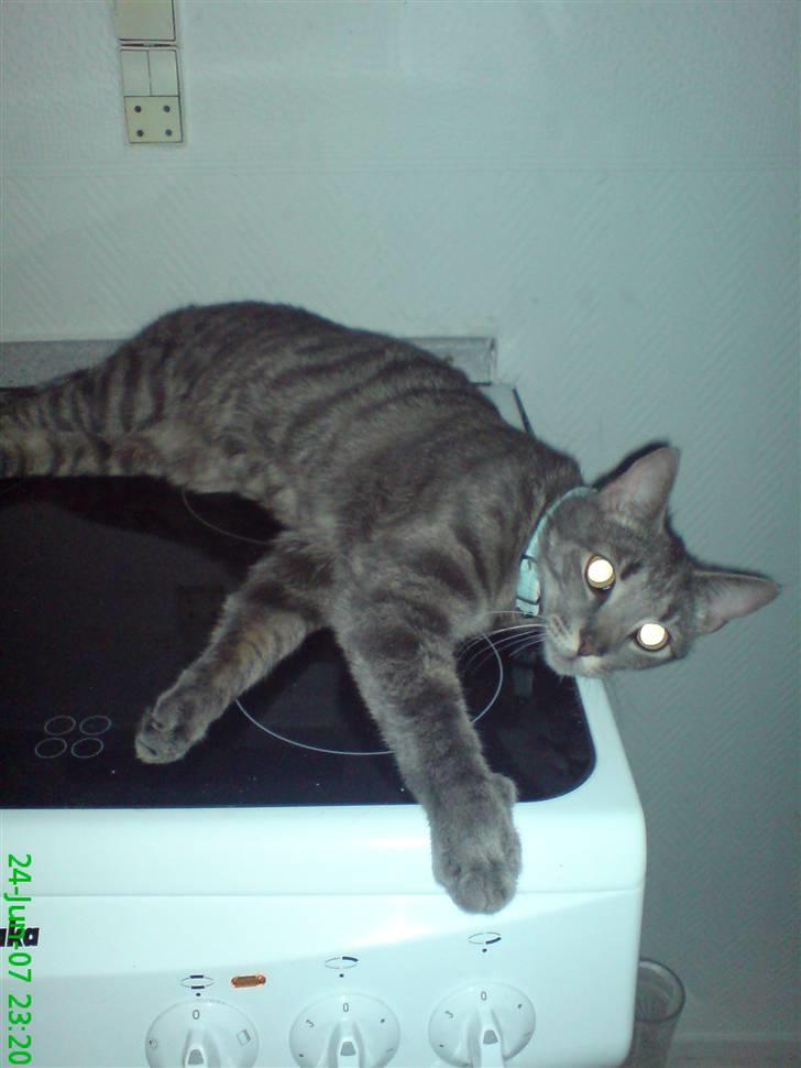 Blanding af racer Sigurd  billede 13