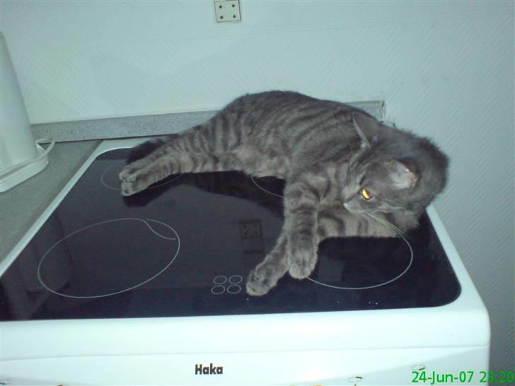 Blanding af racer Sigurd  billede 14