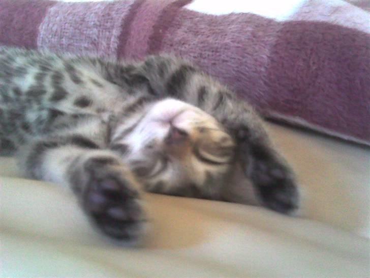 Blanding af racer Sille billede 1