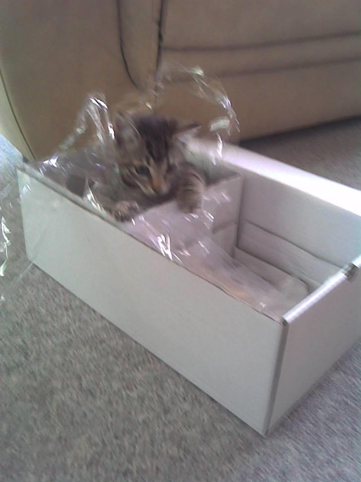 Blanding af racer Sille billede 2