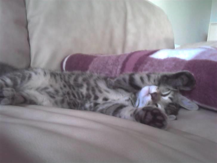 Blanding af racer Sille billede 3