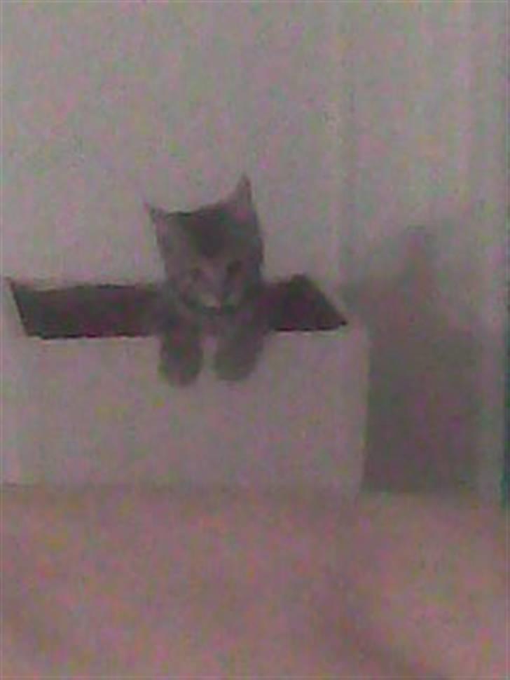 Blanding af racer Sille billede 4