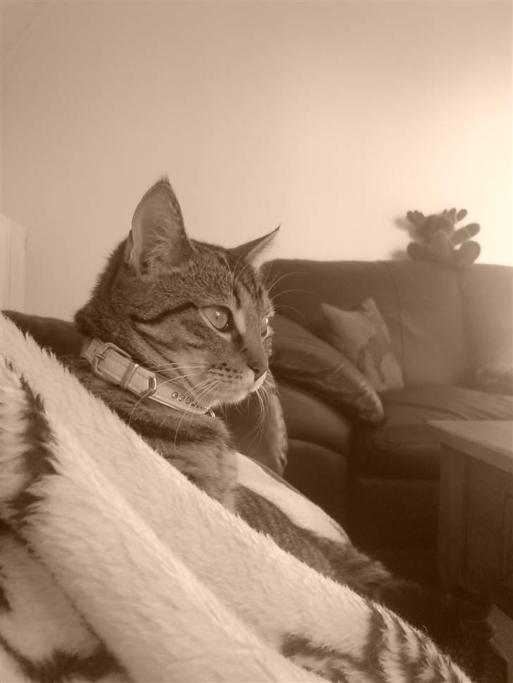 Blanding af racer Sille billede 5