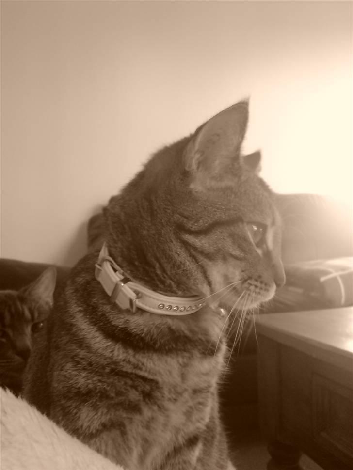 Blanding af racer Sille billede 6