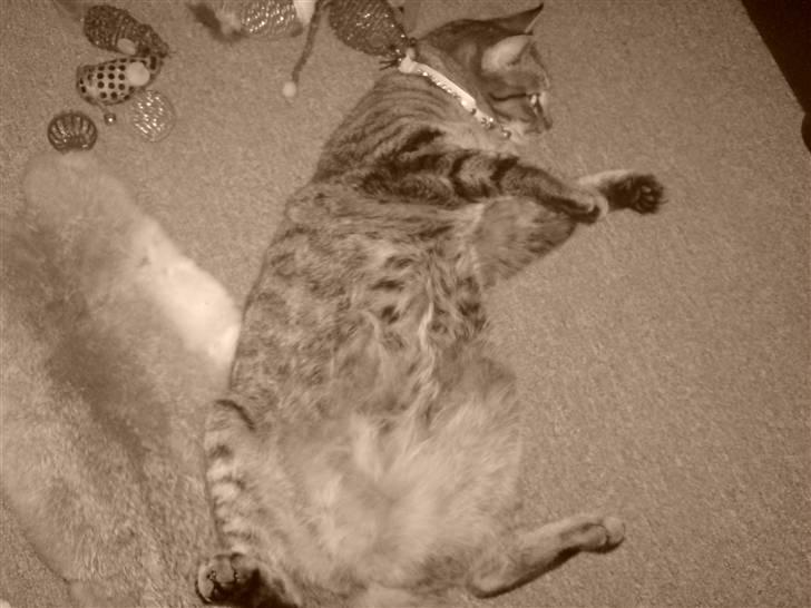 Blanding af racer Sille billede 7