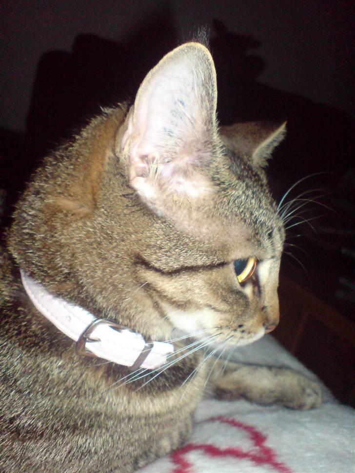 Blanding af racer Sille billede 8