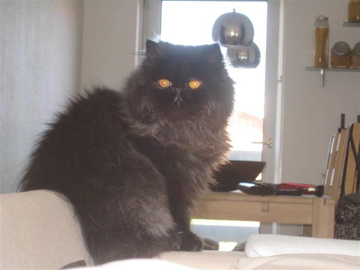 Perser Balou Bubbi (død) billede 1